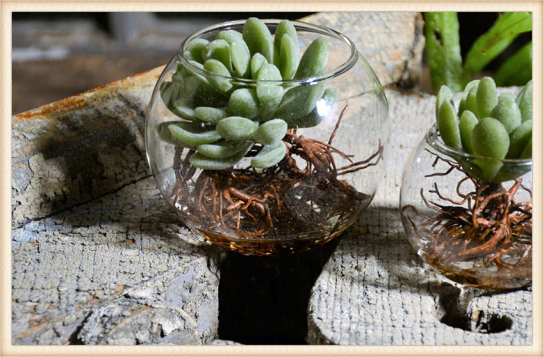 barkbox succulent Rooted Succulent