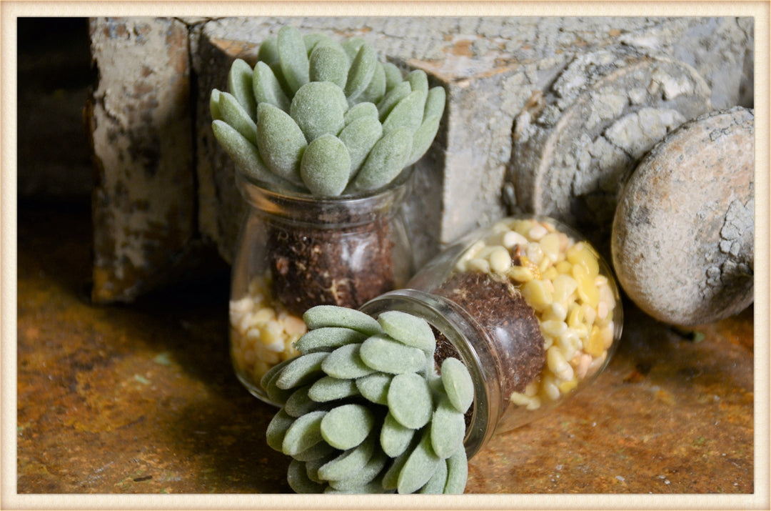 glass jars for succulents Succulent Plant in Glass Jar – Boxcar Woody Stockyards City